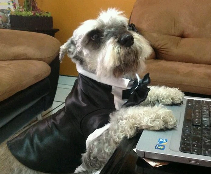 Esmoquin Elegante Disfraz de Esmoquin de Lujo Calidad Huir para Mascotas - Perro o Gato Foto 2 de 4