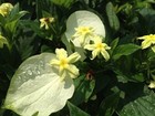 Mussaenda Glabra White Winged Unusual Yellow Flowering Perennial Shrub Plant