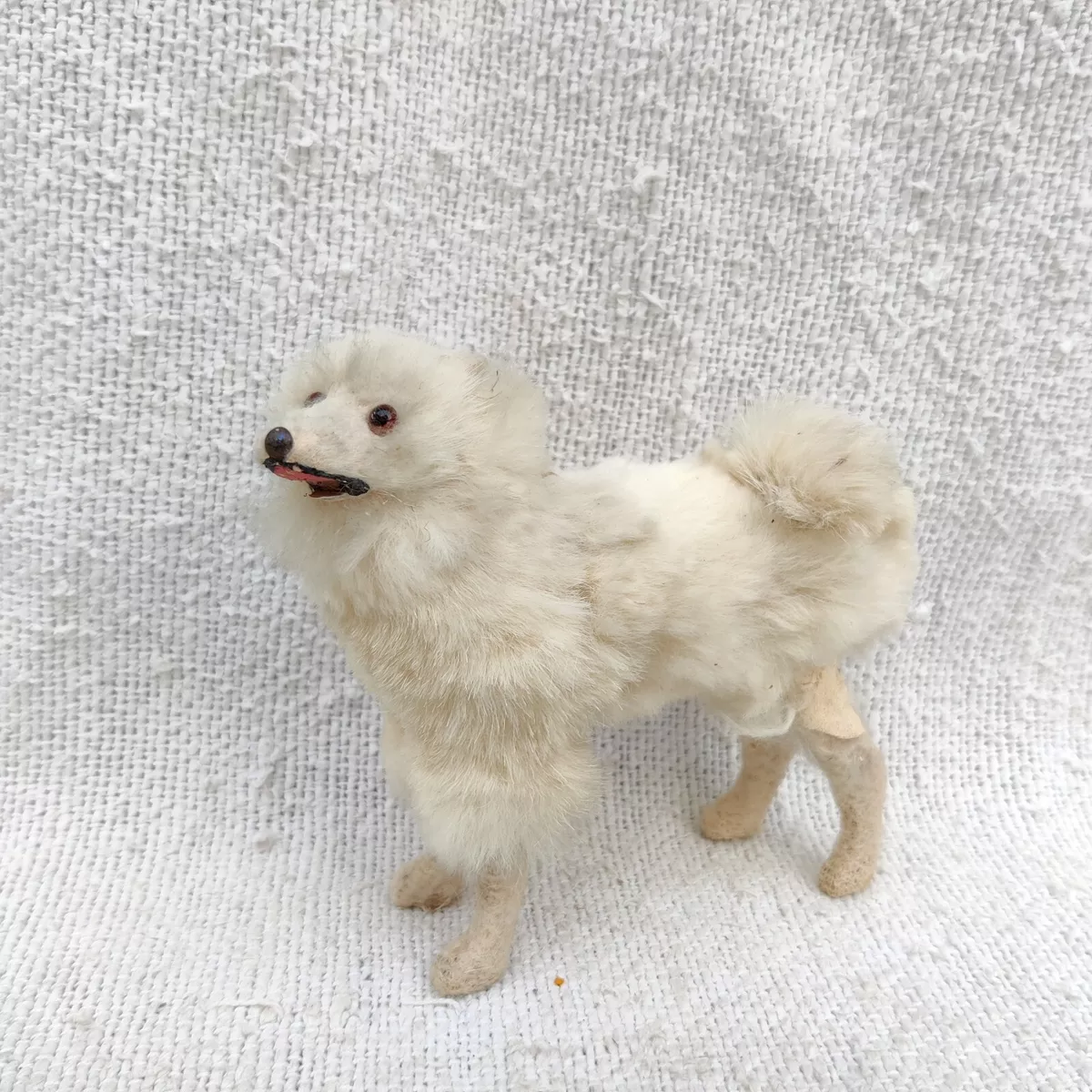 Miniature pom dog 2025