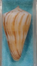 Conus Capitanellus 33mm Japan Deep Water