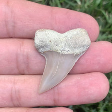 Carcharofon planus Shark Tooth, Bakersfield Mako megalodon era