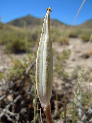 Calochortus bruneaunis | Green Stripe Mariposa Lily | 10 Seeds - Picture 5 of 6