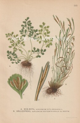 Mauerfarn Nordischer Streifenfarn Farn antike CHROMO-LITHOGRAPHIE von 1922
