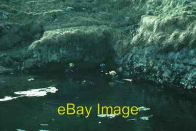 Photo 6x4 Cave Divers at Keld Head Westhouse Members of the Cave Diving G c1984