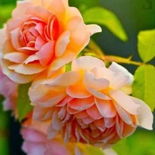 20 SEEDS for Saffron Yellow PEONIES rare flowering exotic plant bush USA Seller