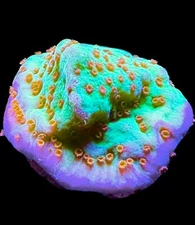 Live Coral Montipora Jedi Mind Trick 3/4"+