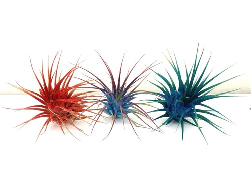 Live Colored Air Plants Ionantha Guatemala Tillandsia Airplant FREE SHIPPING - Picture 5 of 18