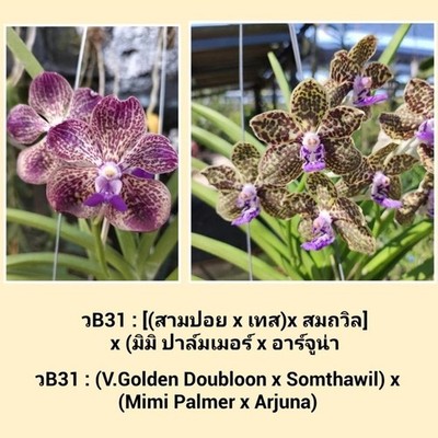 Orchid Vanda (V.Golden Doubloon x V.Somthawil)x(V.MimiPalmer x V.Arjuna) 1 inch