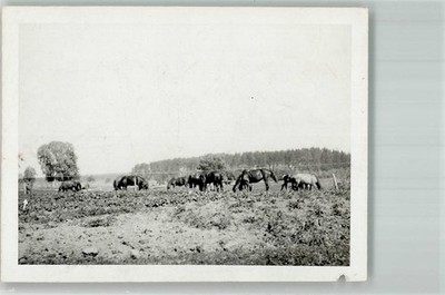 38132835 - Horses in the Pasture