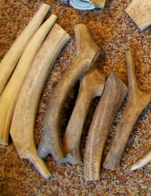  One LARGE Elk Deer Antler Dog Chews Deer Chew Bully Stick - MEDIUM INNER CORE