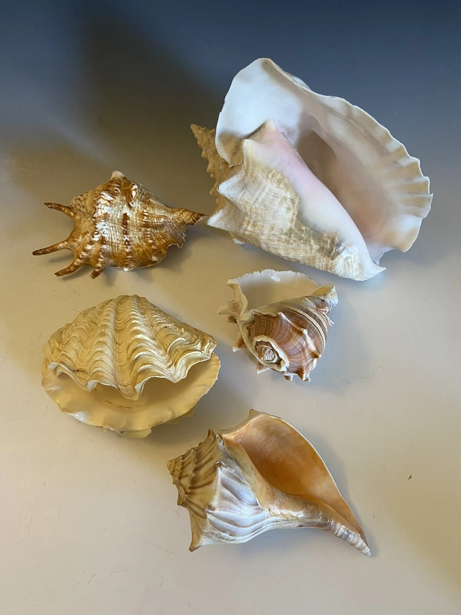 King Conch Shells