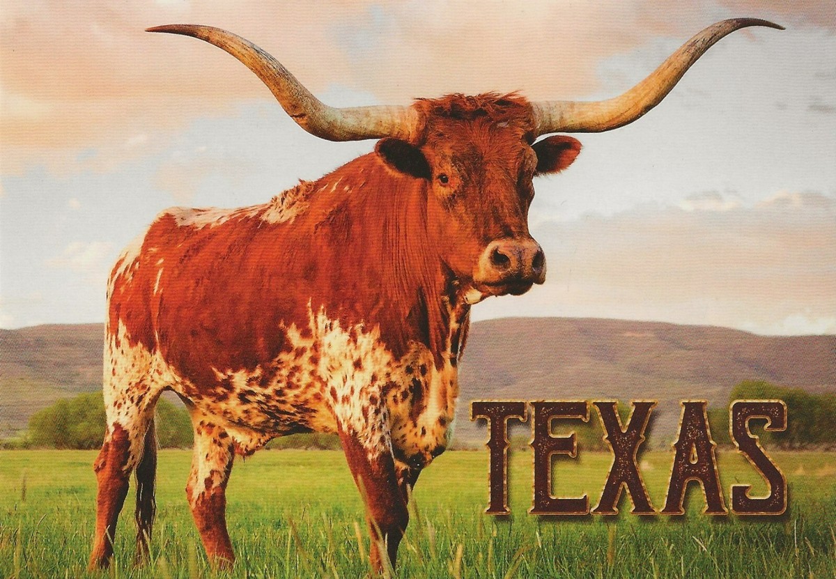 Postcard Texas Longhorn Cattle (Photo by Quinn Calder) Unused MINT