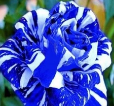 20 SEEDS for Blue/White Dragon striped Rose flower Bush Rare exotic USA Seller