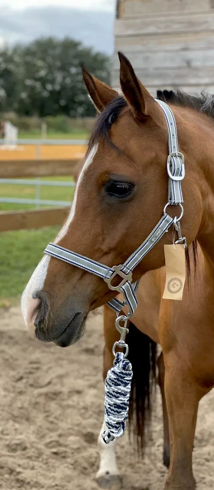 Horze Spirit Nylon Caballo Halter y Juego de Plomo Surtido Tamaños Multicolores Foto 2 de 4