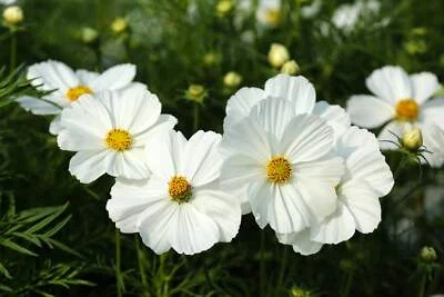 SEEDVILLE USA 350 PURITY WHITE COSMOS Cosmos Bipinnatus Flower Seeds