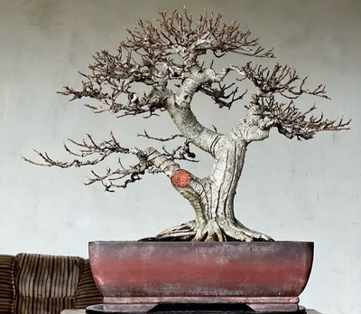 Bonsai tree || ficus Racemosa || medium size || free phytosanitary