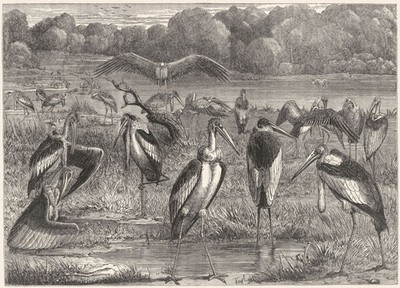 VÖGEL. Stelzenwanderer. Storch. Adjutant um 1870 altes antikes Vintage Druckbild