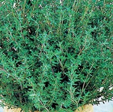 Thyme Common Great Garden Herb By Seed Kingdom 1 Lb Seeds