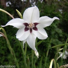 10 acidanthera murielae GARDENING BULB BEAUTIFUL SPRING SUMMER FLOWER PERENNIAL