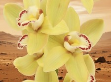 Cymbidium California 'Sun Acres'  1 Gallon Pot