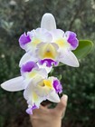 Flared Cattleya - Lc. Exotic Tropical Dipper - 11630 — photo 1