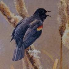 Robert Bateman RED-WINGED BLACKBIRD Vintage Wildlife Book Plate Art Print 25