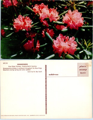 olivenbaum fr innen kaufen Kaufen Sie jetzt Kbelpflanze Olivenbaum Olea europeana inkl. TS-Ziertopf,  grau kaufen