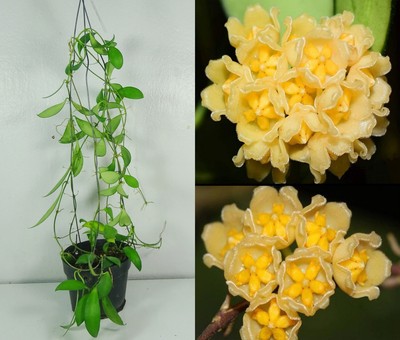 Hoya cv. Noona, 12 Inches Healthy Mature Plant, Yard, Garden