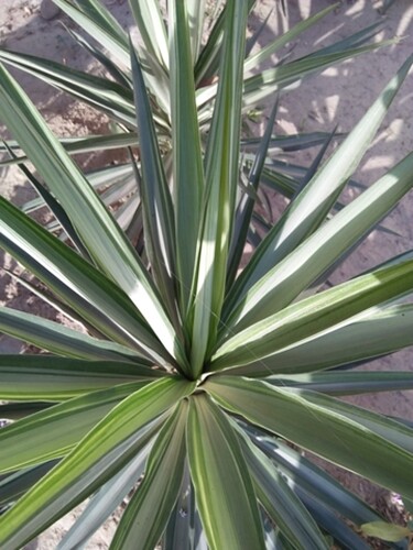 Cordyline australis (Cabbage Palm) - 30 seeds