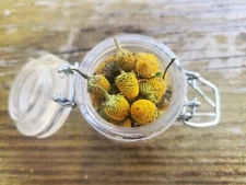 2g. Organic TOOTHACHE PLANT BUDS Flowers by WSS, Spilanthes Acmella Olracea herb