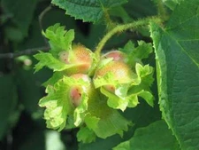 5 AMERICAN HAZELNUT TREE aka Filbert Corylus Americana Fruit Nut Seeds *Comb S/H