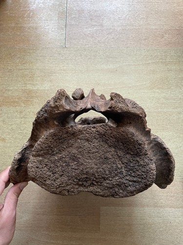 3900g huge Ice Age mammal sacrum vertebra specimen Pleistocene - Picture 15 of 24