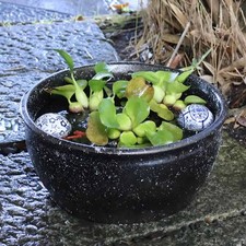 Black Bidoro Water Bowl, Shigaraki Ware – Goldfish/Medaka & Lily Pot