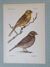 Sch&ouml;ner Vogelprint - Gelbammer & Kornammer (Gemischte V&ouml;gel)
