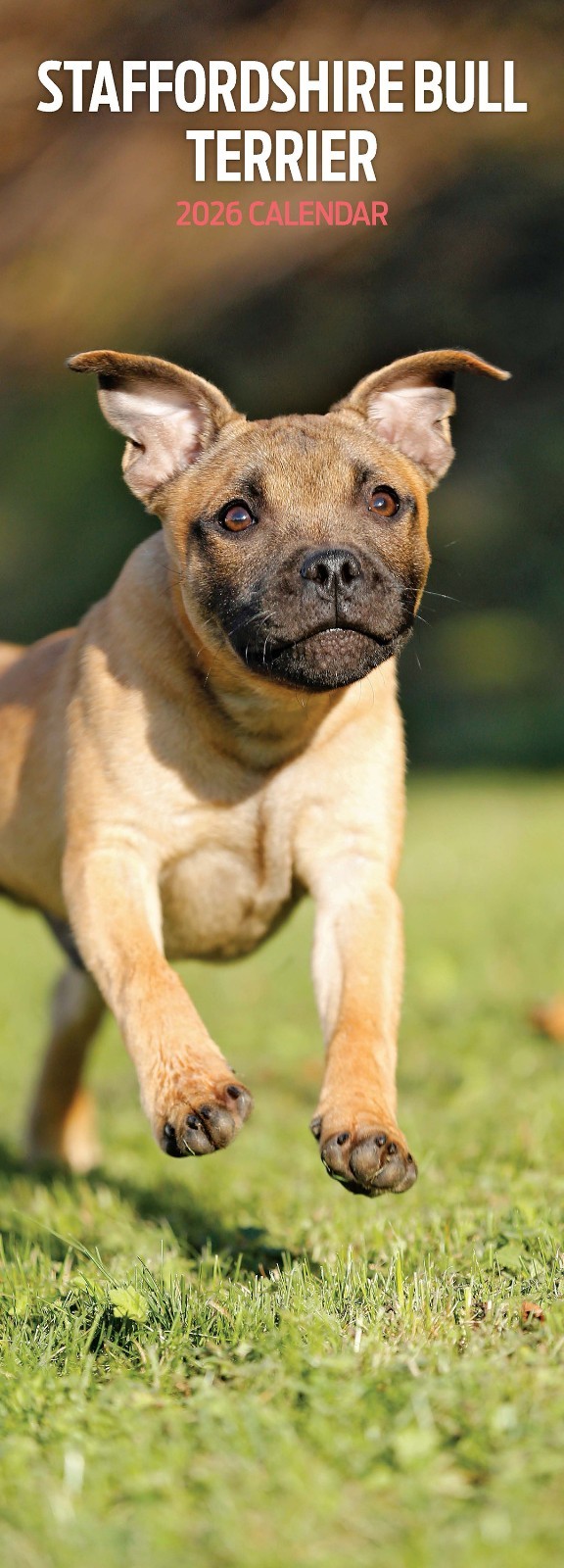 Staffordshire Bull Terrier 2026 Slim Calendar
