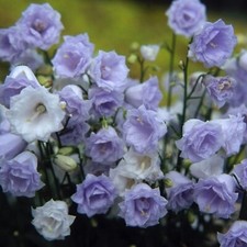 Campanula Plug Plants Bellflower Double Pearly Flowers Hardy Evergreen Pack of 3