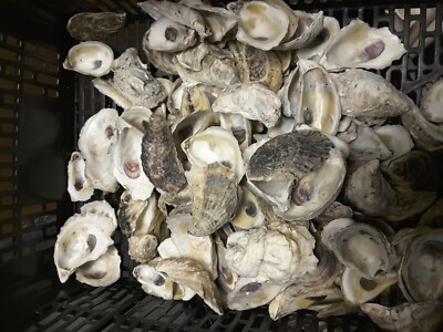 25 Beautiful Florida Oyster Shells 2.5'' to 3'' Jewelry, Ornaments, Arts & Crafts