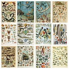 Adolphe Millot Vintage Prints Animals Birds Ocean Botanical Posters Science