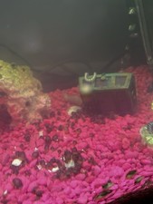 Young Magenta Mystery Snails