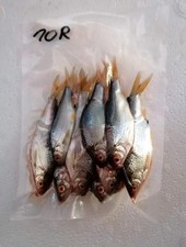Köderfische gefroren Rotaugen 10-12 cm  20  ...