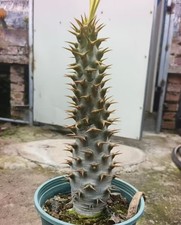 Sale Rare Pachypodium ambongense WYSIWYG  seedgrown Caudex Boutique Garden