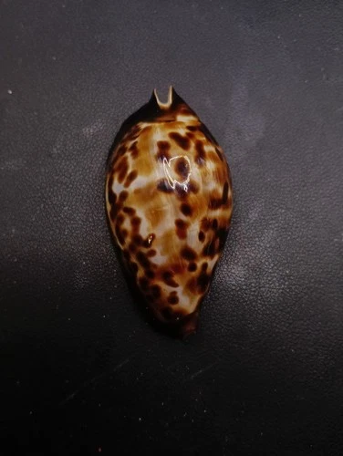 Cypraea zoila friendii 71mm seashell. Australian Cowrie Sea shell. #17097