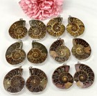 Wholesale Lot 12 Pcs Ammonite Pendant With Rhodium Findings Natural Crystal