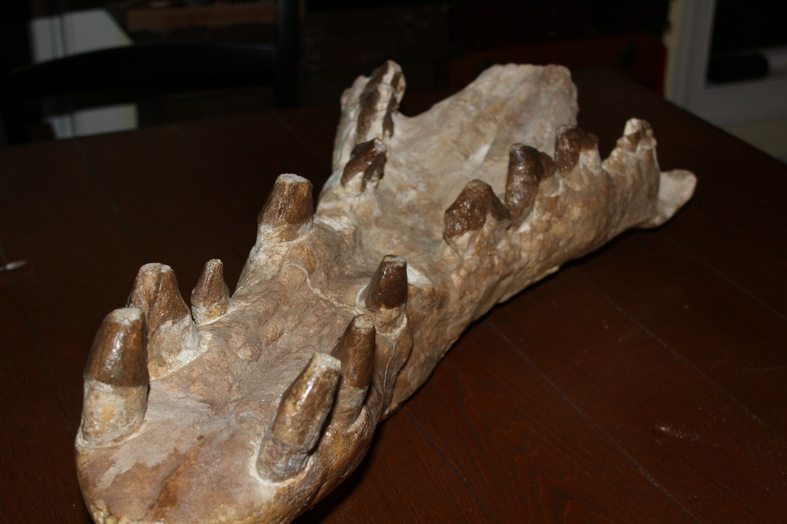 PAPPOCETUS lugardi V. RARE like BASILOSAURUS SKULL JAW Fossil 44 Mi Yrs