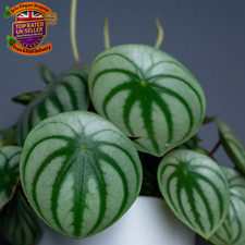 Peperomia Argyreia Plant - Half-Hardy Perennial - Watermelon like Foliage - Eas