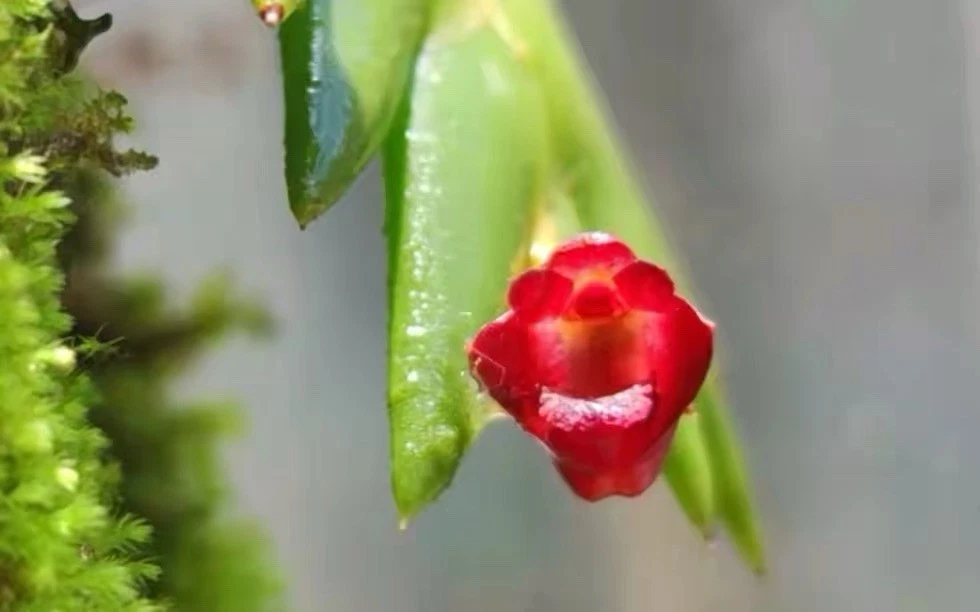 China Dendrobium changjiangense Rare Species Orchid Blooming Size Live Plant
Opens in a new window o