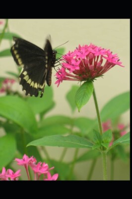 Shezi - Amazing Stages of a Butterfly  Stage I - The Eggs - New paperb - X555z