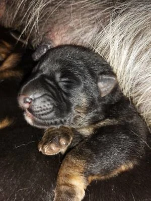 australian shepherd puppies for sale gumtree