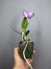 NEW! Unreleased 2027 Cattleya (C. Mem. Jerome Schultz x Slc. Cosmic Future) — photo 6