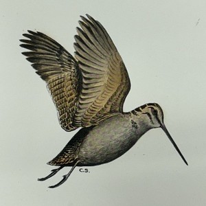 Vintage Eurasian Woodcock Art Trivet Ceramic Tile Deland Studios 6”